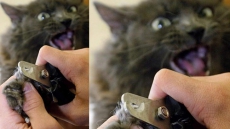 Animal Protection Group Urges B.C. Vet Association To Ban Cat Declawing