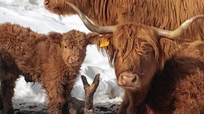 WATCH: Farm Posts Calf Video And Animal Rights Commenters Descend