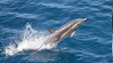 Dolphin Sighting South Of Victoria Could Signal Warmer Oceans: U.S. Group