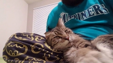 Edmonton Conductor Finds Cat Nearly Frozen Under Train Engine, Brings Him Home