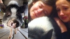 Eli The Pot-Bellied Pig Forced To Leave Edmonton-Area Family