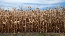 Environmentalists Reactivate Pesticide Lawsuit Against Federal Government