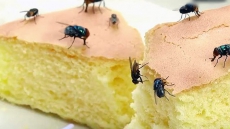 WATCH: Why You Should Never Eat Food After Flies Have Sat On It