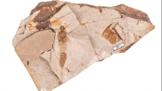 Ancient Giant Wasp Species Discovered By British Columbia Researcher