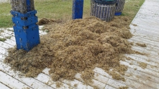 'The Smell Is Atrocious': Fish Flies Ankle-deep In Manitoba Town