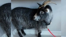 Goat Breaks Free, Goes On Starbucks Run In California