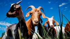 Got Your Goat - Calgary Using Goat Herd In Pilot Project To Destroy Weeds