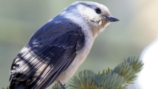 Smart, Tough, Friendly: Geographic Society Bids Gray Jay As National Bird, People React!