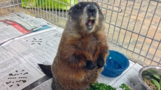 Robert Redford Calls Newfoundland 'a Special Place' In New Clothing Catalogue