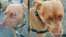 'Protective' Feline Takes On Inquisitive Pit Bull In Saanich, B..