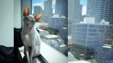 Hairless Sphynx Cat Breed Traces Origin Story To Kitten Born In Toronto