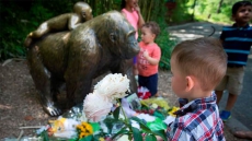 Gorilla Death In Cincinnati 'A Teachable Moment', Says Group Representing Canada's Zoos