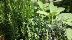 Indian scientists find a 'wonder herb' in the high Himalayas