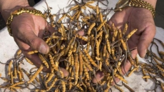 Himalayan Viagra fuels gold rush for local Tibetans