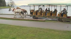 Watch: Spooked Horses Crash Carriage Into Stanley Park Seawall