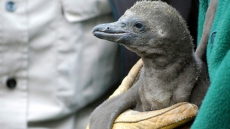 Humboldt Penguin Chick Makes Its Debut At Calgary Zoo, Part Of Breeding Program