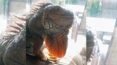 Where's Gaylord? Pet Owner Offers Reward Of $1,000 To Get Her Pet Iguana Back