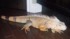 Gaylord The Iguana Found Cold, But Ok Under Neighbour's Deck In Edmonton