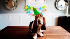 Doggie Darlings On Instagram Can Mean Big Business For Their Owners