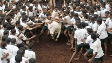 'So What If Jallikattu Is An 'Age-old Tradition', Child Marriage Was Too'