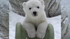 Toronto Zoo Polar Bear Cub Born On Remembrance Day 2015 Named Juno