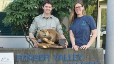 Never Say Never: Borrowed Beaver Returns To B.C. Regional District