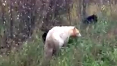 Rare Kermode Bear OK After Being Hit On B.C. Highway 37: Conservation Service