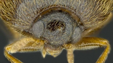 US Returns Rice Infested With World's Most Destructive Insect To Pakistan