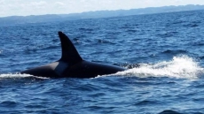 Federal Government Announces New Measures For Killer Whale Protection