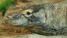 Calgary Zoo Says Its Komodo Dragon, Loka, Dead At 30 Years Old; Came From Toronto