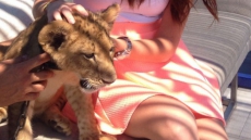 Instagram Posts Of Lion Cub At Trendy Toronto Lounge Prompt Investigation