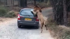Watch: When A Lion ‘Attacked’ A Car In Karnataka’s Bannerghatta National Park