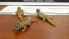 Abbotsford, B.C. Man Who Tried To Smuggle Baby Lizards Across Border Fined $6,000