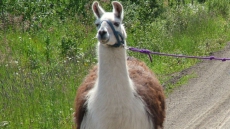 Llama On The Run Gets New Home After Adventurous Escape From B.C. Auction