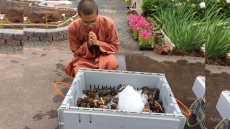 Buddhist-Affiliated Restaurant Vandalized After P.E.I. Monks Set Lobsters Free
