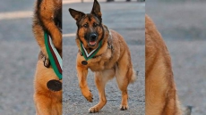 US Marine Corps Dog Named Lucca Who Saved Lives Wins Prize