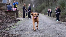 Dog On Toilet Break Accidentally Enters Us Half-marathon, Finishes 7th