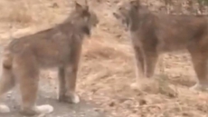Ontario Woman's 'Kitty, Kitty' Video Of Encounter With Lynx Draws Awe, Ridicule