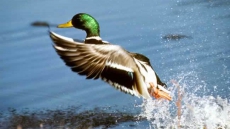 Mooching Mallards Encouraged By Free Food Create Problems In Cranbrook