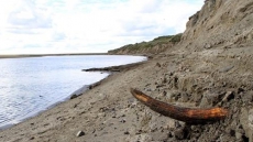 Mammoth Park? Extinct Beast's Genome Decoded, Possible Step In Reviving Species