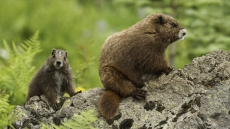 Summer Heat Wave May Be Reason For Winter Deaths Of Endangered Marmot Species
