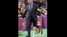 Tail-wagging Canadian-born beagle Miss P wins best in show at Westminster