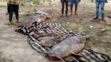 Two Punjab Engineers Suspended After Molasses Discharge Into River Beas