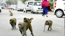 Uttarakhand: Monkey Attacks Woman At Railway Platform, She Flees And Is Run Over By Train