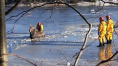 N.B. Firefighters Rescue Moose From Icy River: 'She Was Kind Of Slippery'