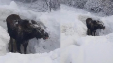 Snowmobilers Rescue Moose Buried Neck-deep In Snow In Western Newfoundland