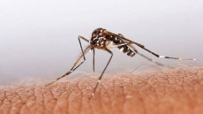 Decoded: Why Mosquitoes Bite You