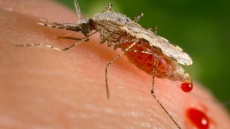 Malaria-proof Mosquito? Tool Promising But Needs More Study