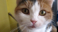 Cat Lost In Eastern Ontario In 2009 To Reunite With Owner In Alberta