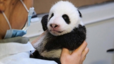 Giant Panda Cubs At Toronto Zoo Open Their Eyes, Continue To Grow